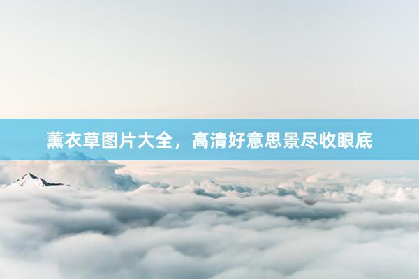 薰衣草图片大全,高清好意思景尽收眼底